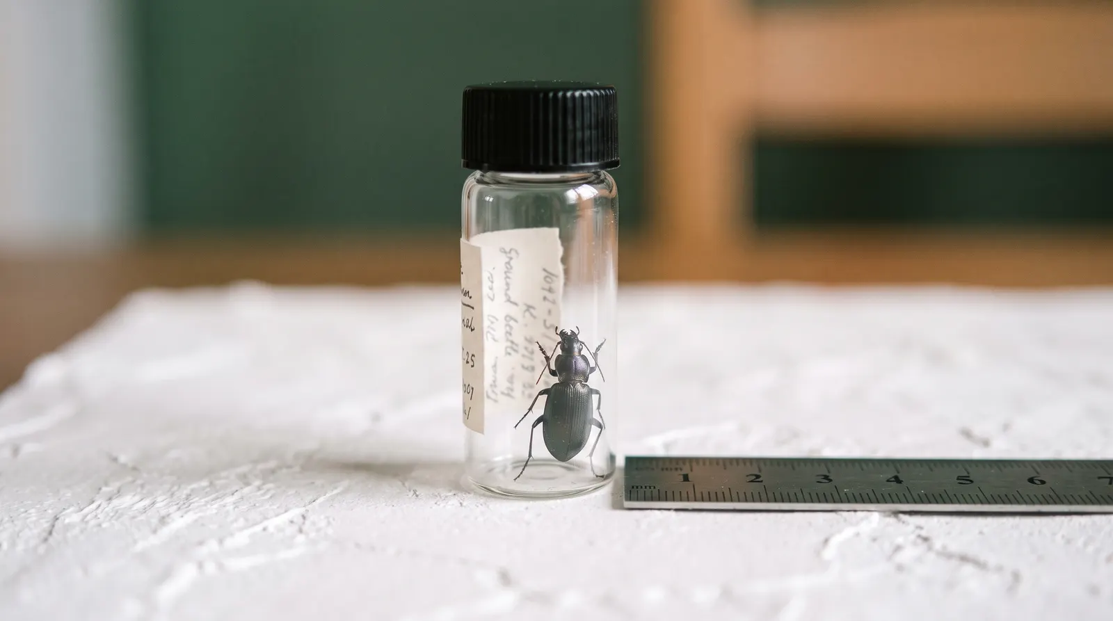 Insect specimen in a clear vial beside a ruler for scale identification